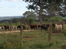 gerealiseerdkoeien02