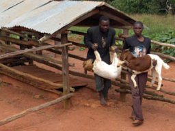 gerealiseerdkoeien03