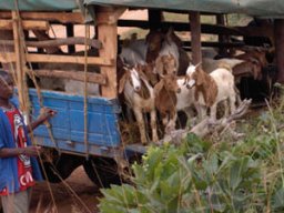 gerealiseerdkoeien04